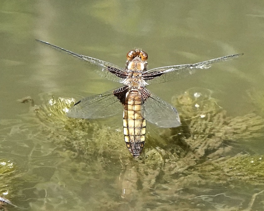 broad-bodied chaser